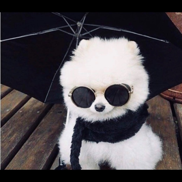 Meet your Posher, Rosy - Picture 1 of 1